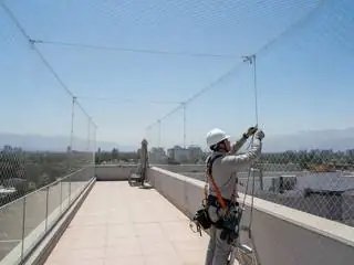 Palomas / aves: servicio profesional en Vitacura, Santiago